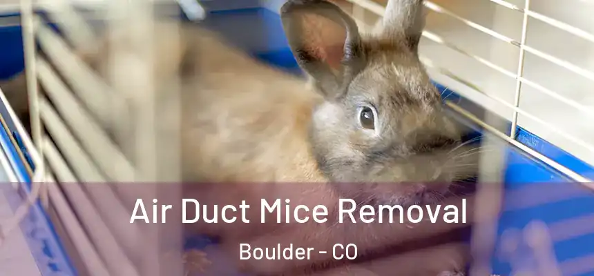 Air Duct Mice Removal Boulder - CO